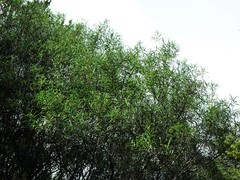 Nestegis montana