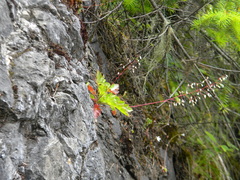 Heuchera micrantha diversifolia