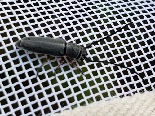 Mecas femoralis