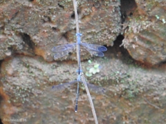 Lestes dorothea