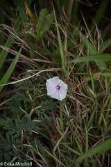 Ipomoea sagittifolia