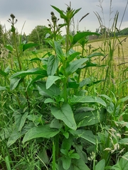 Scrophularia umbrosa