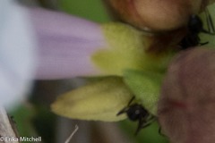 Ipomoea sagittifolia