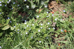 Veronica persica
