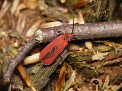 Dictyoptera