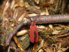 Dictyoptera