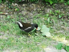 Gallinula chloropus