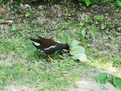 Gallinula chloropus