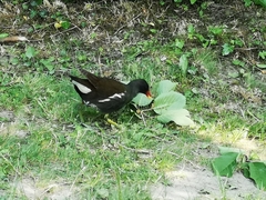 Gallinula chloropus