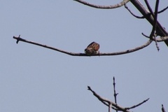 Haemorhous purpureus