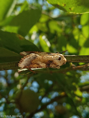 Spodoptera latifascia
