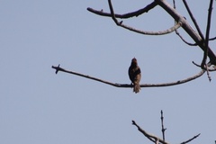 Haemorhous purpureus