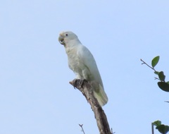 Cacatua goffiniana