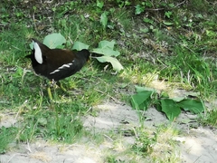 Gallinula chloropus