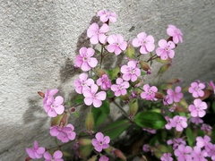 Saponaria ocymoides