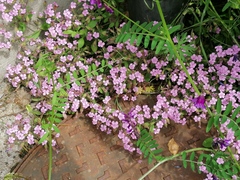 Saponaria ocymoides