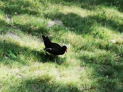 Gallinula chloropus