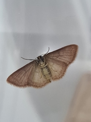 Lepidoptera