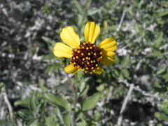 Encelia conspersa