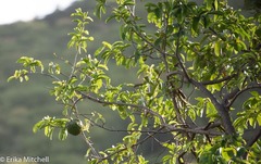 Annona muricata