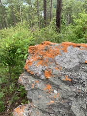 Caloplaca cinnabarina