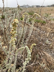 Artemisia pycnocephala