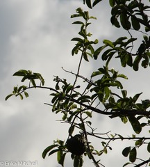 Annona muricata