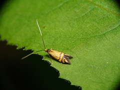 Nemophora ochsenheimerella