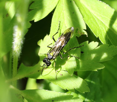 Tenthredo mesomela