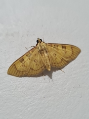 Lepidoptera