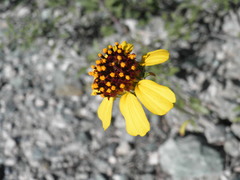 Encelia conspersa