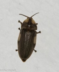 Aspisoma ignitum