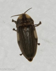 Aspisoma ignitum