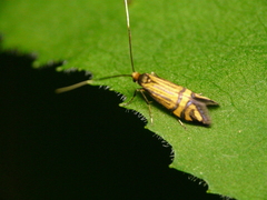 Nemophora ochsenheimerella