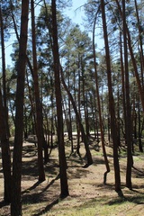 Pinus sylvestris