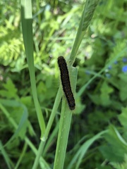 Malacosoma castrense