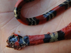 Oxyrhopus guibei