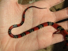 Oxyrhopus guibei