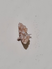Lepidoptera