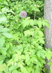 Allium aflatunense