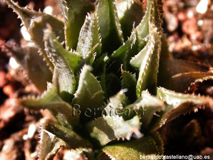 Haworthia heidelbergensis