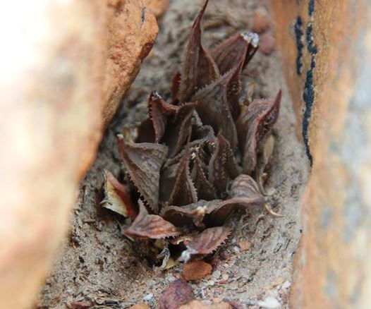 Haworthia maculata