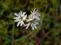 Lithophragma glabrum
