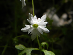 Lithophragma heterophyllum