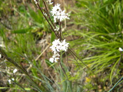 Lithophragma parviflorum
