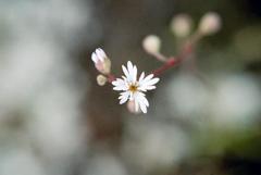 Lithophragma tenellum