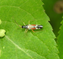 Cyllecoris histrionius