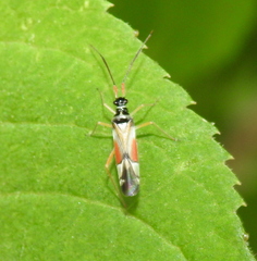 Cyllecoris histrionius