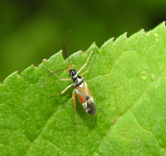 Cyllecoris histrionius