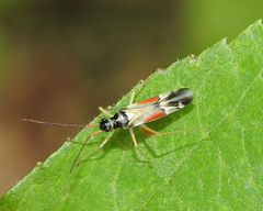 Cyllecoris histrionius